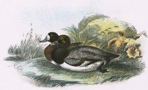 Anatra scaup