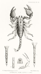 Scorpioni dalla Somalia, illustrazione da The Hope Reports, Vol. II, 1897-1900, a cura di Edward B. Poulton, Oxford, 1901 da English School