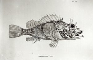 Pesce scorpione, tavola 8 da 