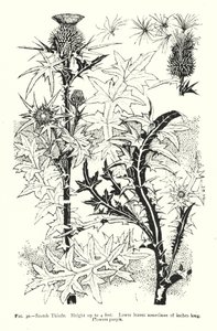 Cardo scozzese; Altezza fino a 4 piedi; Foglie inferiori a volte lunghe 18 pollici; Fiori viola da English School