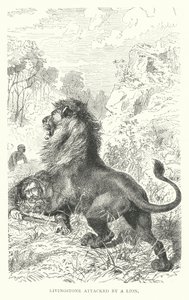 Il missionario scozzese David Livingstone attaccato da un leone in Africa da English School