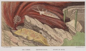 Limone di mare, Eolis incoronata, uova di entrambi