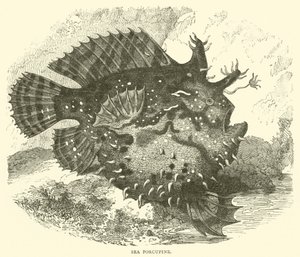 Pesce porcospino da English School