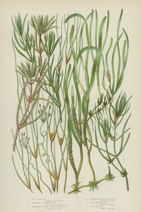 Ruppia di Mare, Erba di Stagno Cornuta, Erba di Mare a Foglie Larghe, Erba di Mare Nana, Naias Flessibile, Naias di Mare da English School