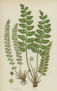 Milza di mare, milza verde
