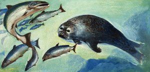 Foca e pesce