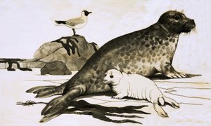 Sigillare e sigillare il cucciolo