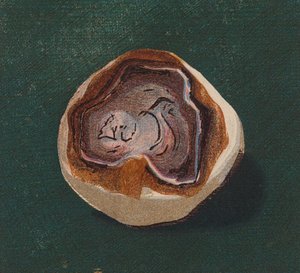 Ciottolo marino da English School