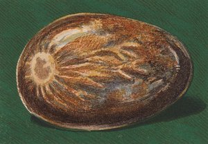 Ciottolo marino