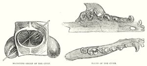 Organo secretore della civetta, denti della civetta
