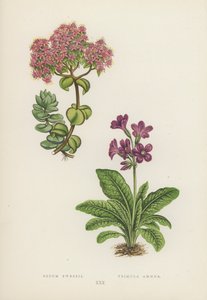 Sedum Ewersii; Primula Amoena da English School