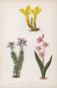Sedum Sexangulare; Menziesia Caerulea; Scilla Bifolia Rubra da English School