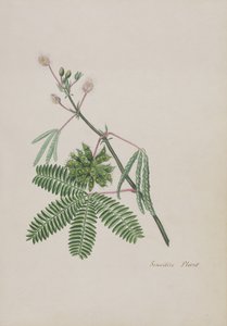 Pianta sensibile, illustrazione da un Album di Poesie, c.1828 da English School