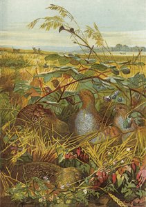 Settembre e Ottobre, uccelli da caccia