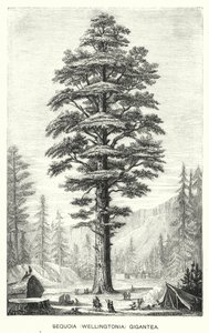 Sequoia Gigantea (incisione) da English School