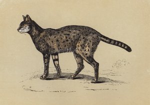 Serval (litografia a colori) da English School