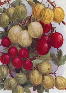 Sette buone uva spina (litografia a colori)