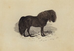 Pony delle Shetland da English School