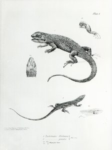 Iguana squamosa, illustrazione da 