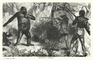 Sparare a un gorilla da English School