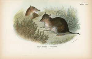Bandicoot dal naso corto