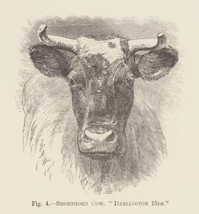 Mucca Shorthorn, "Darlington 15th" da English School