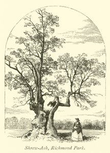 Shrew-Ash, Richmond Park da English School