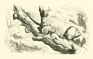 Sei piccole lumache