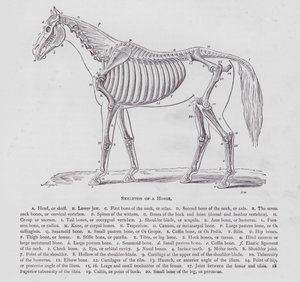 Scheletro di un cavallo (incisione) da English School