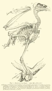 Scheletro di un
