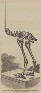 Scheletro del Dinornis, nel Museo del Royal College of Surgeons (incisione) da English School