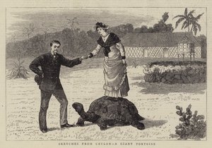 Schizzi da Ceylon, una tartaruga gigante da English School