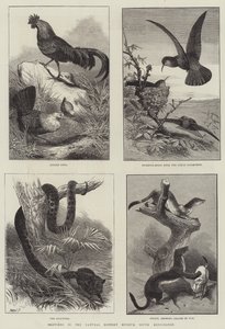 Schizzi nel Museo di Storia Naturale, South Kensington (incisione) da English School