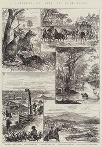 Schizzi di vita nel Queensland