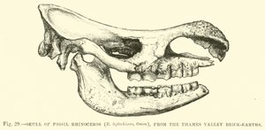Teschio di rinoceronte fossile (R leptorhinus, Owen), dalle terre argillose della Valle del Tamigi