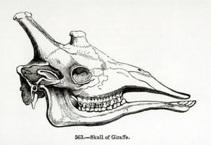 Teschio di una giraffa da English School