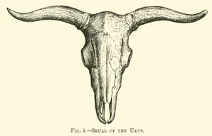 Teschio dell