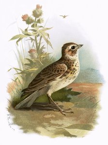 Allodola