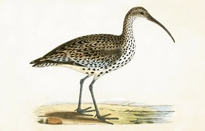 Chiurlo beccosottile, illustrazione da 