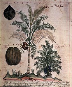 Palma da Cocco da 