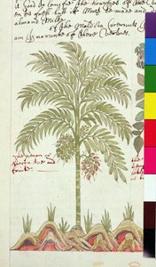 Palma da dattero da 