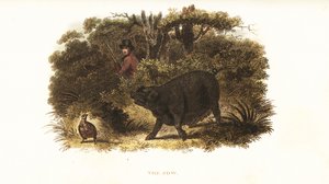 Slut, la scrofa addestrata come cane da punta o cane da caccia da Richard Toomer, guardiacaccia di Sir Henry Mildmay da English School