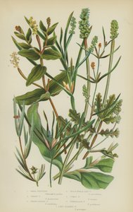 Potamogeton piccolo, potamogeton erboso, potamogeton a foglie appuntite, potamogeton simile a zostera, potamogeton riccio