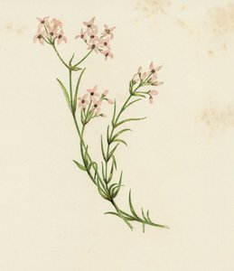Stellina odorosa, Asperula Cynanchica da English School