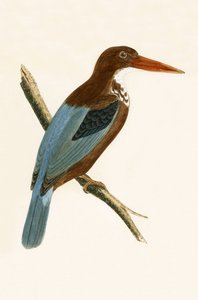 Martin pescatore di Smirne, illustrazione da 