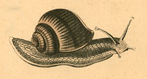 Lumaca