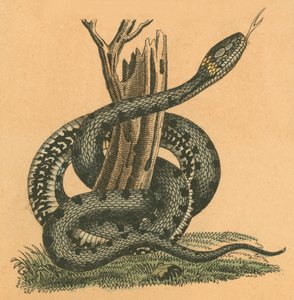 Serpente