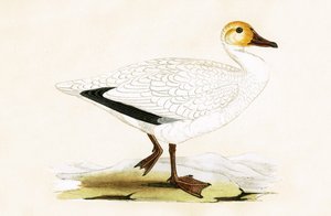 Oca delle nevi, illustrazione da 