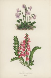 Soldanella Alpina; Hedysarum Obscurum (litografia a colori) da English School