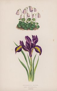 Soldanella Minima; Iris Reticulata da English School